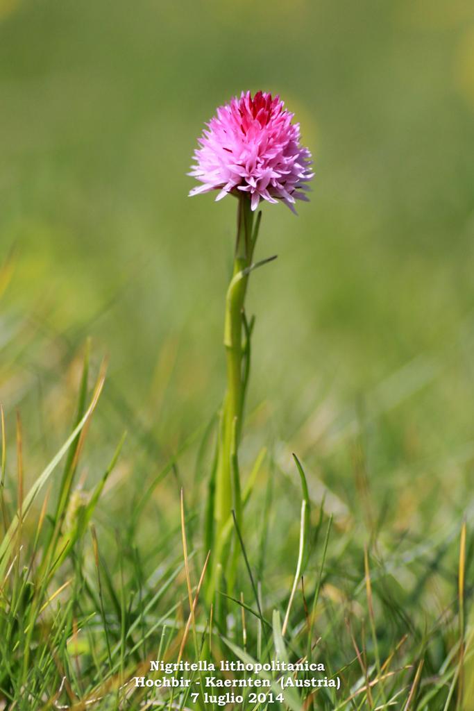 Le Nigritella endemiche delle Alpi austriache  luglio 2014